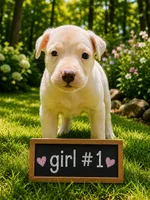 Adorable Female Pitbull, a female American Pit Bull Terrier for sale in Monroe, GA – 1 of 5