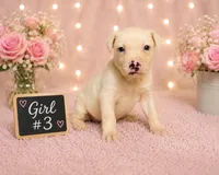 Adorable Female pitbull, a female American Pit Bull Terrier for sale in Monroe, GA – 2 of 5
