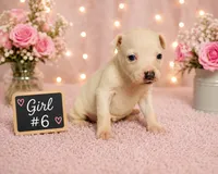 Adorable Female Pitbull, a female American Pit Bull Terrier for sale in Monroe, GA – 2 of 5