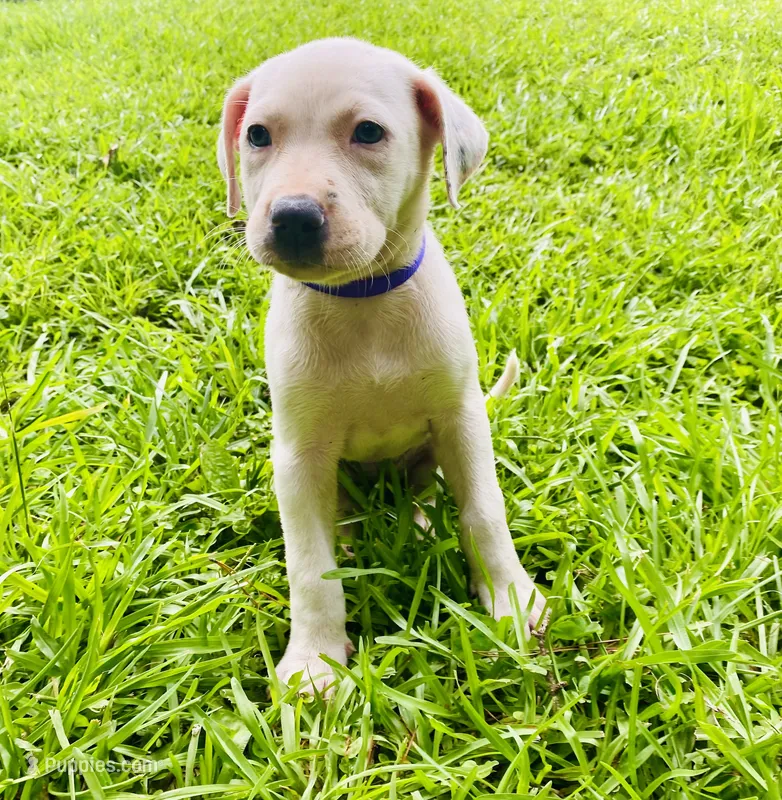Adorable white Female Pitbull – American Pit Bull Terrier puppy on hold in Monroe, GA