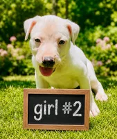 Adorable white Female Pitbull, a female American Pit Bull Terrier for sale in Monroe, GA – 1 of 5