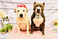 Adorable Female Pitbull, a female American Pit Bull Terrier for sale in Monroe, GA – 4 of 5