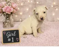 Adorable Female Pitbull, a female American Pit Bull Terrier for sale in Monroe, GA – 2 of 5