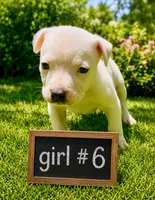 Adorable Female Pitbull, a female American Pit Bull Terrier for sale in Monroe, GA – 1 of 5