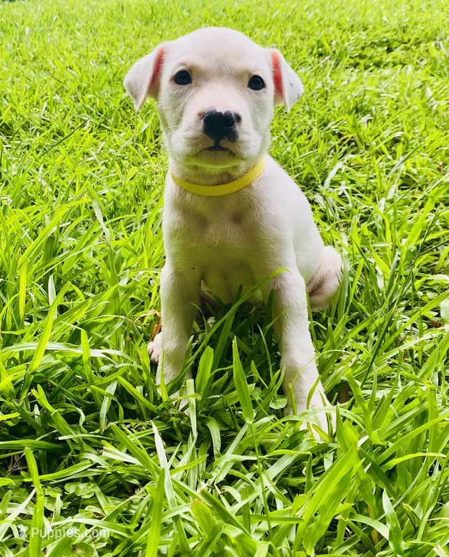 Adorable Female Pitbull – American Pit Bull Terrier puppy for sale in Monroe, GA