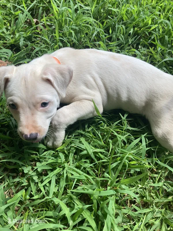 Adorable Female Pitbull – American Pit Bull Terrier puppy on hold in Monroe, GA