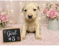 Adorable Female Pitbull, a female American Pit Bull Terrier for sale in Monroe, GA – 2 of 5