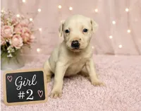 Adorable white Female Pitbull, a female American Pit Bull Terrier for sale in Monroe, GA – 2 of 5