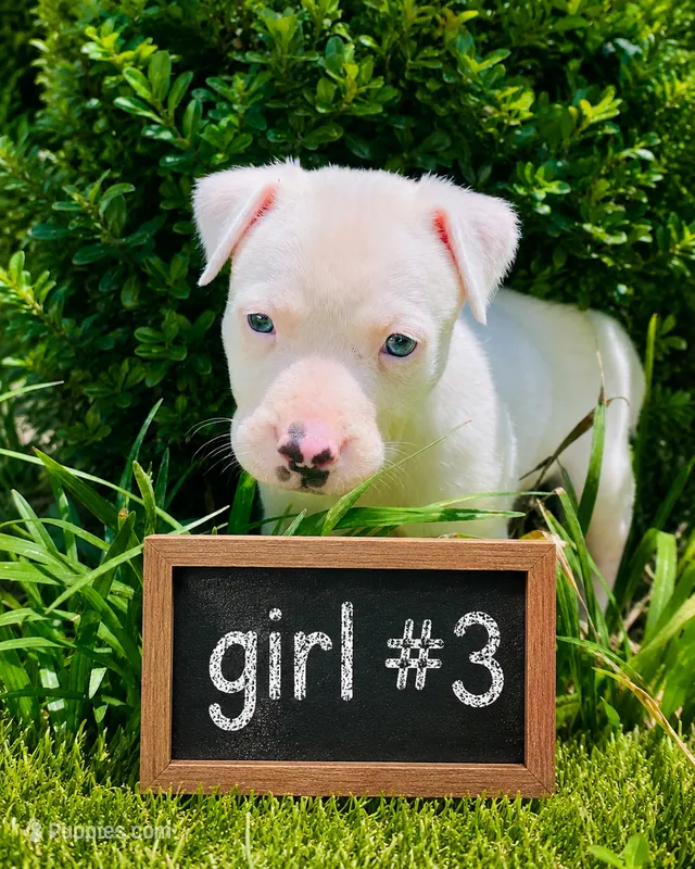 Adorable Female pitbull – American Pit Bull Terrier puppy for sale in Monroe, GA