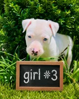 Adorable Female pitbull, a female American Pit Bull Terrier for sale in Monroe, GA – 1 of 5