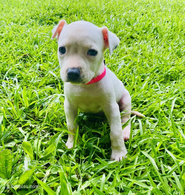 Adorable Female Pitbull – American Pit Bull Terrier puppy for sale in Monroe, GA