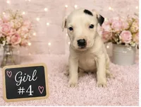 Adorable Female Pitbull, a female American Pit Bull Terrier for sale in Monroe, GA – 2 of 5