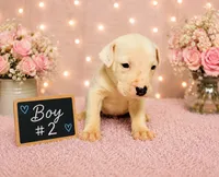 Adorable Male Pitbull, a female American Pit Bull Terrier for sale in Monroe, GA – 2 of 5