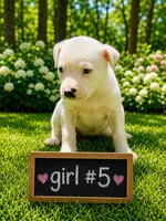 Adorable Female Pitbull, a female American Pit Bull Terrier for sale in Monroe, GA – 1 of 5