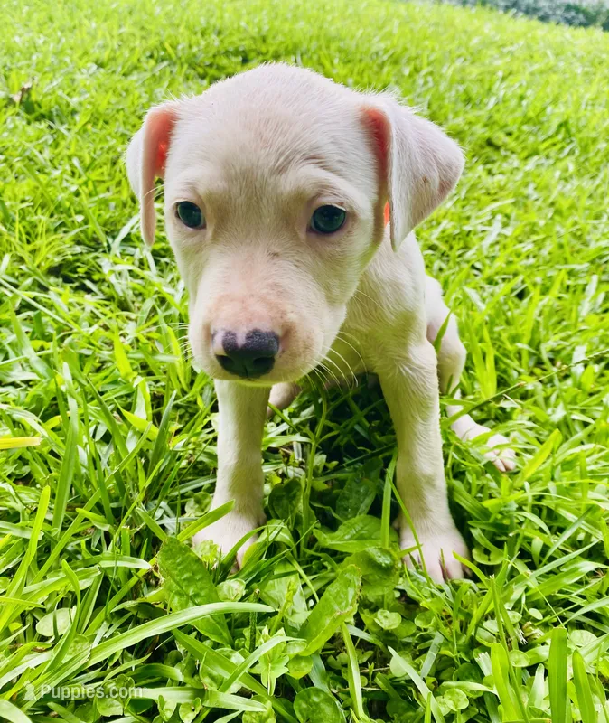 Adorable Female Pitbull – American Pit Bull Terrier puppy for sale in Monroe, GA