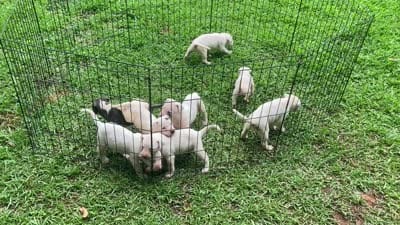 Adorable Female Pitbull, a female American Pit Bull Terrier for sale in Monroe, GA – 5 of 5