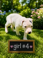 Adorable Female Pitbull, a female American Pit Bull Terrier for sale in Monroe, GA – 1 of 5