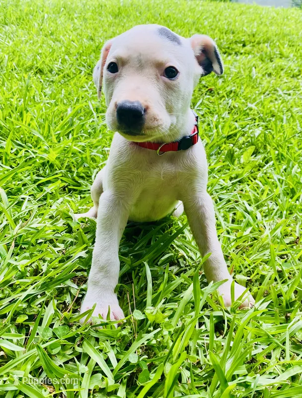 Adorable Female Pitbull – American Pit Bull Terrier puppy for sale in Monroe, GA