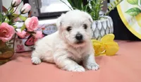 haven, a female West Highland White Terrier for sale in Grovespring, MO – Photo 9 of 10