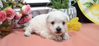 haven, a female West Highland White Terrier for sale in Grovespring, MO – Photo 6 of 10