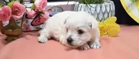 haven, a female West Highland White Terrier for sale in Grovespring, MO – Photo 5 of 10