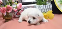 haven, a female West Highland White Terrier for sale in Grovespring, MO – Photo 4 of 10