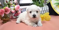 haven, a female West Highland White Terrier for sale in Grovespring, MO – Photo 7 of 10