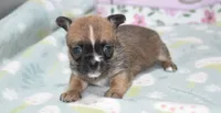 jasmine, a female Chihuahua for sale in Grovespring, MO – Photo 2 of 10
