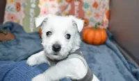issac, a male West Highland White Terrier for sale in Grovespring, MO – Photo 1 of 9
