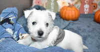 issac, a male West Highland White Terrier for sale in Grovespring, MO – Photo 3 of 9