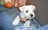 issac, a male West Highland White Terrier for sale in Grovespring, MO – Photo 6 of 9