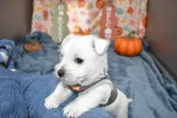 issac, a male West Highland White Terrier for sale in Grovespring, MO – Photo 9 of 9