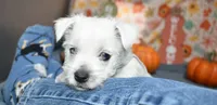 issac, a male West Highland White Terrier for sale in Grovespring, MO – Photo 2 of 9