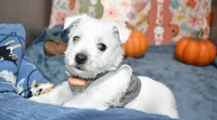 issac, a male West Highland White Terrier for sale in Grovespring, MO – Photo 4 of 9