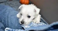 issac, a male West Highland White Terrier for sale in Grovespring, MO – Photo 5 of 9