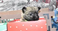 jasmine, a female Cairn Terrier for sale in Grovespring, MO – Photo 10 of 10