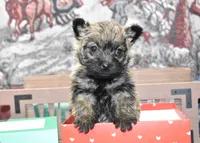jasmine, a female Cairn Terrier for sale in Grovespring, MO – Photo 3 of 10