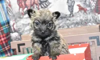 jasmine, a female Cairn Terrier for sale in Grovespring, MO – Photo 2 of 10