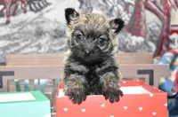 jasmine, a female Cairn Terrier for sale in Grovespring, MO – Photo 6 of 10