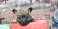 jasmine, a female Cairn Terrier for sale in Grovespring, MO – Photo 9 of 10