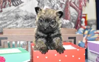 jasmine, a female Cairn Terrier for sale in Grovespring, MO – Photo 7 of 10