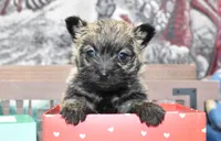 jasmine, a female Cairn Terrier for sale in Grovespring, MO – Photo 4 of 10