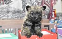 jasmine, a female Cairn Terrier for sale in Grovespring, MO – Photo 5 of 10