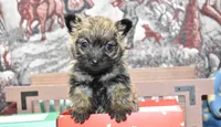 jasmine, a female Cairn Terrier for sale in Grovespring, MO – Photo 1 of 10