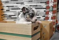 travis, a male Chihuahua for sale in Grovespring, MO – Photo 6 of 10