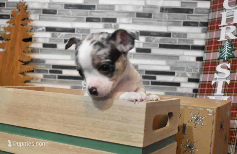 travis, a male Chihuahua for sale in Grovespring, MO – Photo 1 of 10