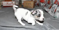 travis, a male Chihuahua for sale in Grovespring, MO – Photo 10 of 10
