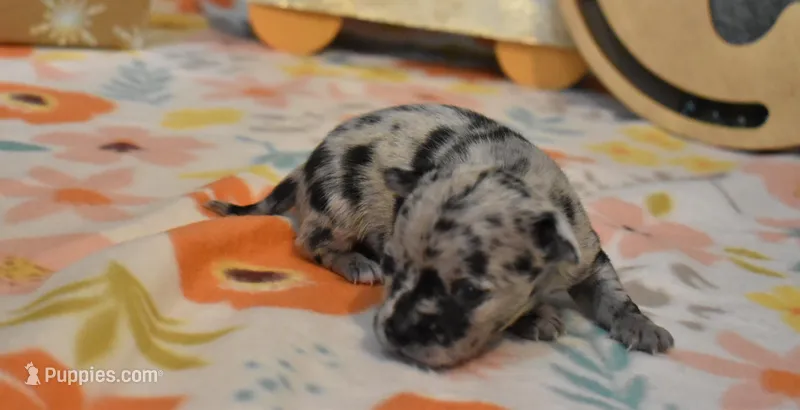 veston, a male Chihuahua for sale in Grovespring, MO – Photo 1 of 10