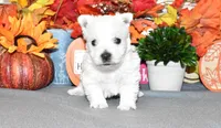 dustin, a male West Highland White Terrier for sale in Grovespring, MO – Photo 2 of 10