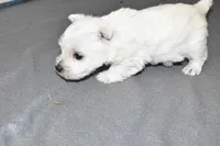 dustin, a male West Highland White Terrier for sale in Grovespring, MO – Photo 9 of 10